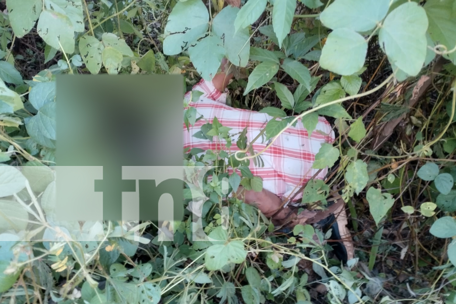 Foto: Triste desenlace en Rancho Grande: anciano de 80 años, desaparecido el viernes, es hallado sin vida en zona montañosa / TN8