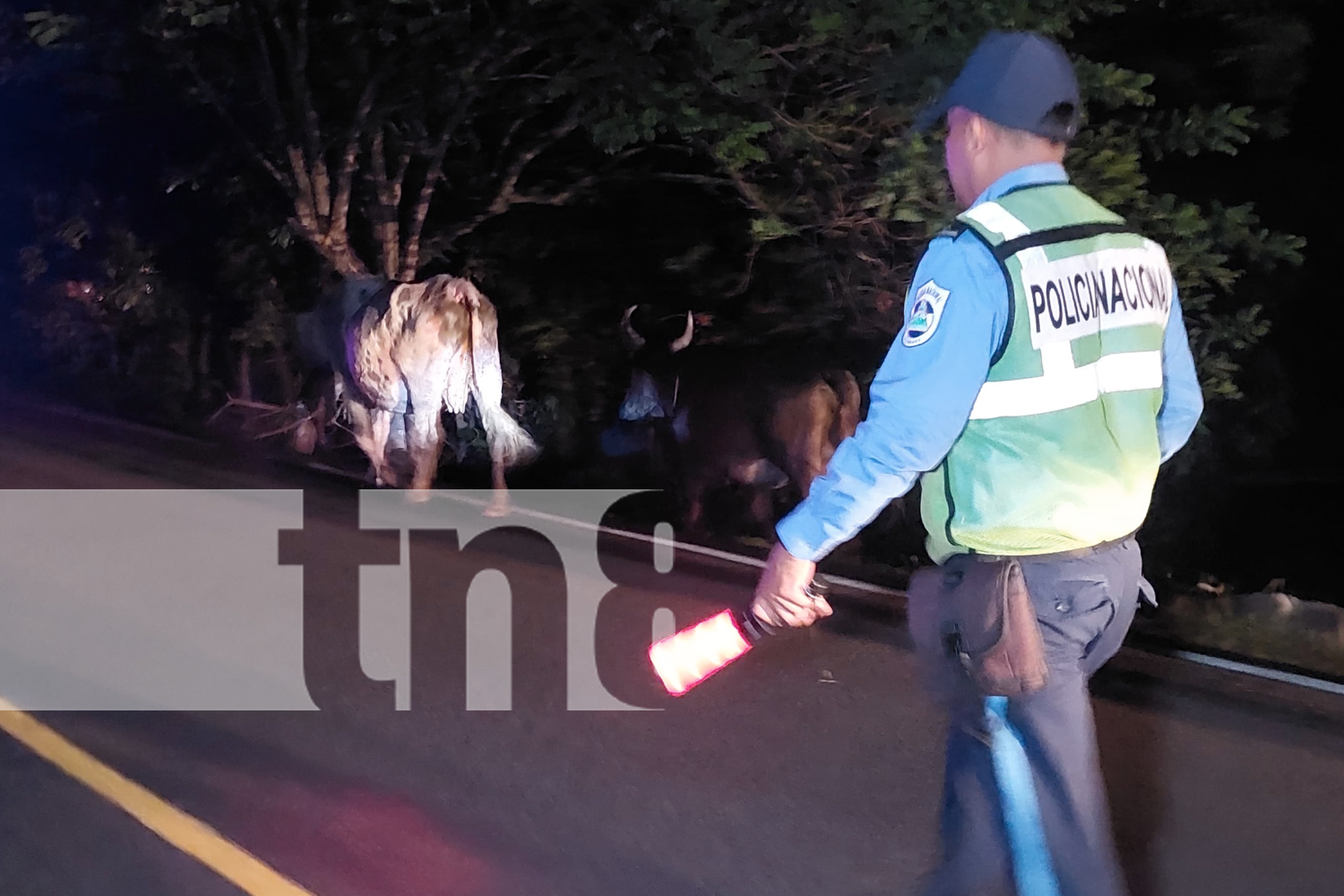 Foto:  La Policía y la Alcaldía de Somoto realizan operativos en la carretera Panamericana para capturar animales sueltos y prevenir accidentes /TN8