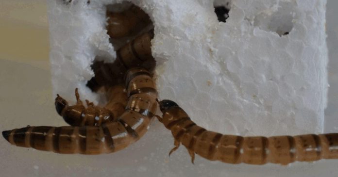 Foto: Gusano podría ayudar a combatir la contaminación por plástico