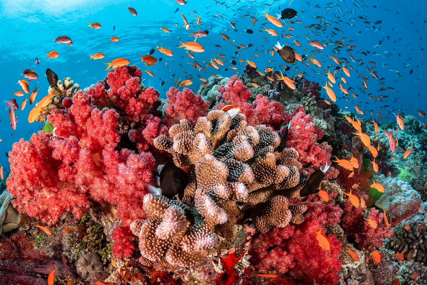 Foto:El coral más grande del mundo en el suroeste del océano Pacifico/Cortesía