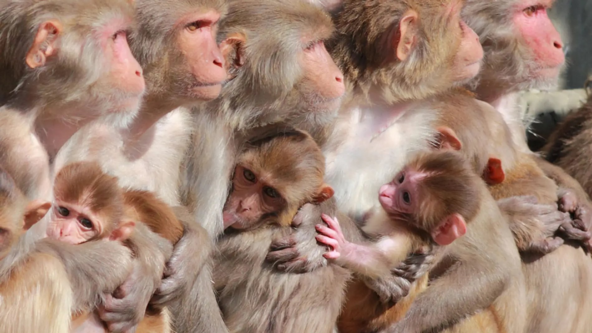 Foto: 200 monos escapan y cercan la estación de policía en Tailandia