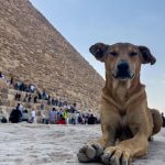 Foto: Perros callejeros de las pirámides: una nueva atracción en Egipto