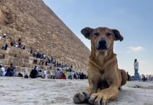 Foto: Perros callejeros de las pirámides: una nueva atracción en Egipto