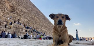 Foto: Perros callejeros de las pirámides: una nueva atracción en Egipto