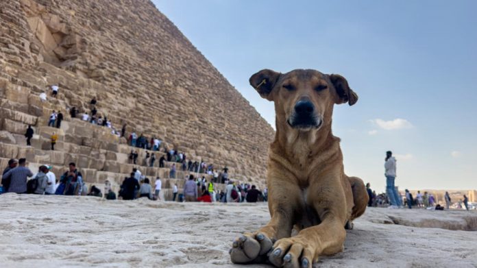 Foto: Perros callejeros de las pirámides: una nueva atracción en Egipto