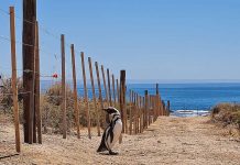 Foto: un hombre fue condenado por condenado por matar 240 pingüinos en Argentina