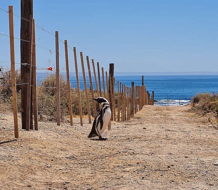 Foto: un hombre fue condenado por condenado por matar 240 pingüinos en Argentina