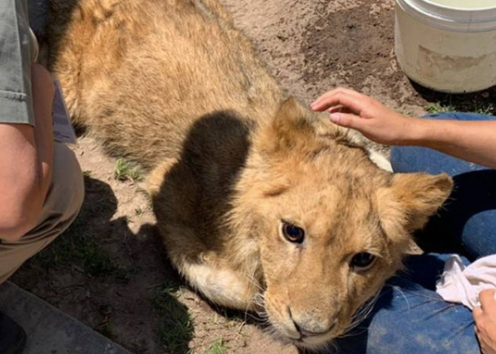 Foto: León africano es rescatado con signos de violencia en México / Cortesía