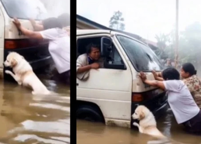 Foto: El perrito que empuja autos /cortesía