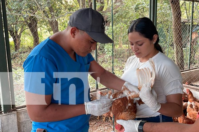 Foto: Universidad Nacional Agraria CUR Juigalpa lanza Escuela de Producción Avícola