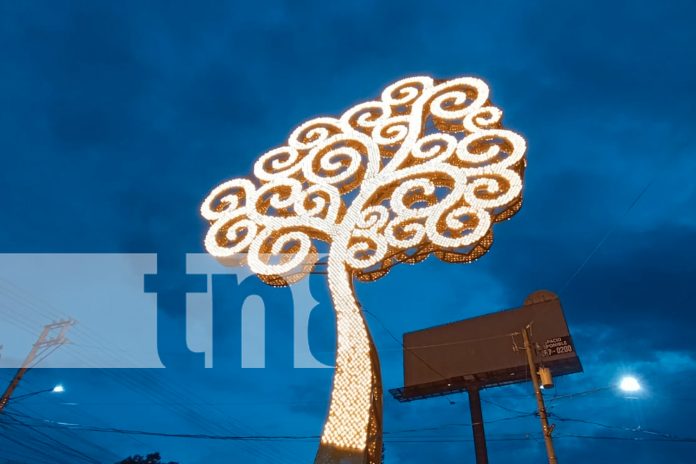 Foto: El árbol amarillo en Nejapa representa la vida, la luz y el legado de los héroes que ofrendaron sus vidas por la libertad de Nicaragua./TN8