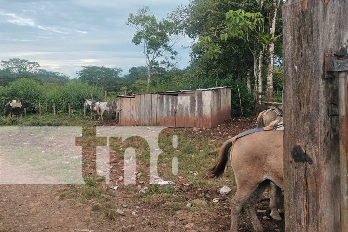 Foto: Joven de 21 años sobrevive a disparo de escopeta en el Caribe Sur/TN8