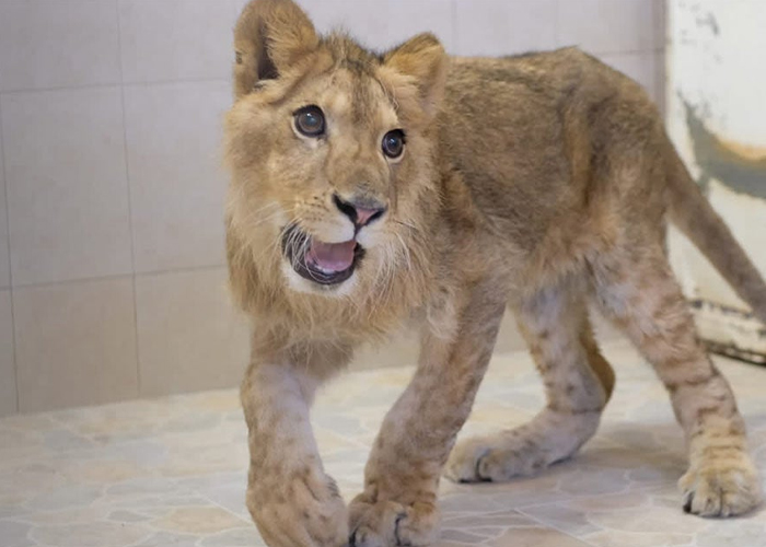 Foto: León africano es rescatado con signos de violencia en México / Cortesía