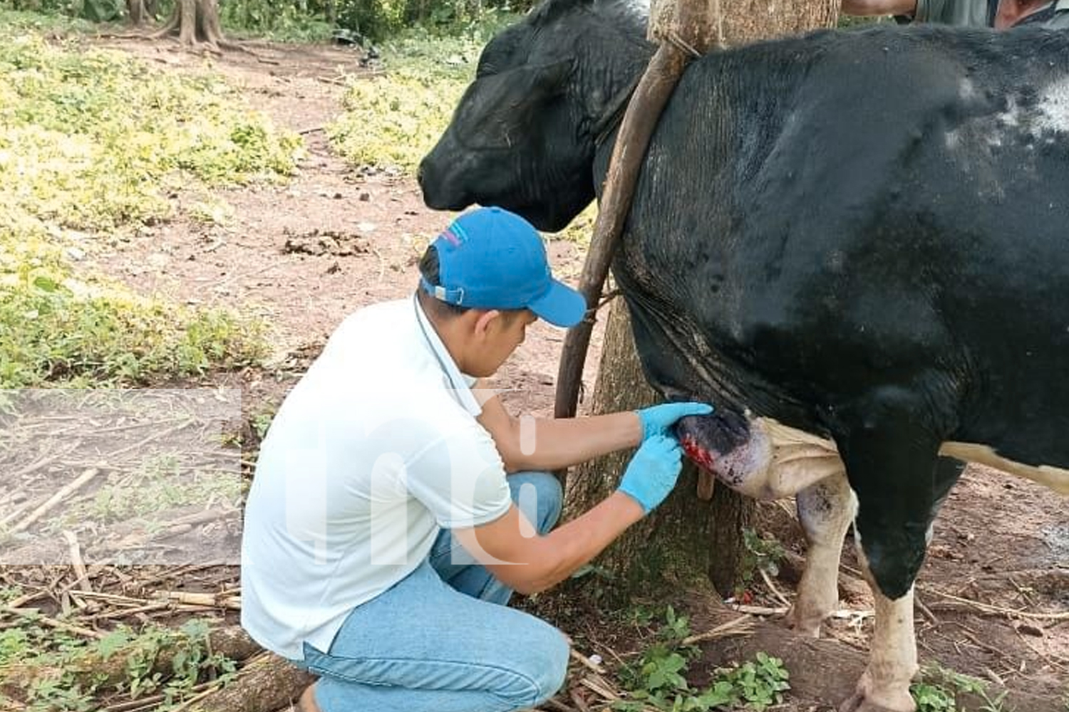 Foto; Alerta sanitaria en Boaco, Nicaragua: el aumento de casos de gusano barrenador moviliza a productores y autoridades para proteger al ganado/TN8