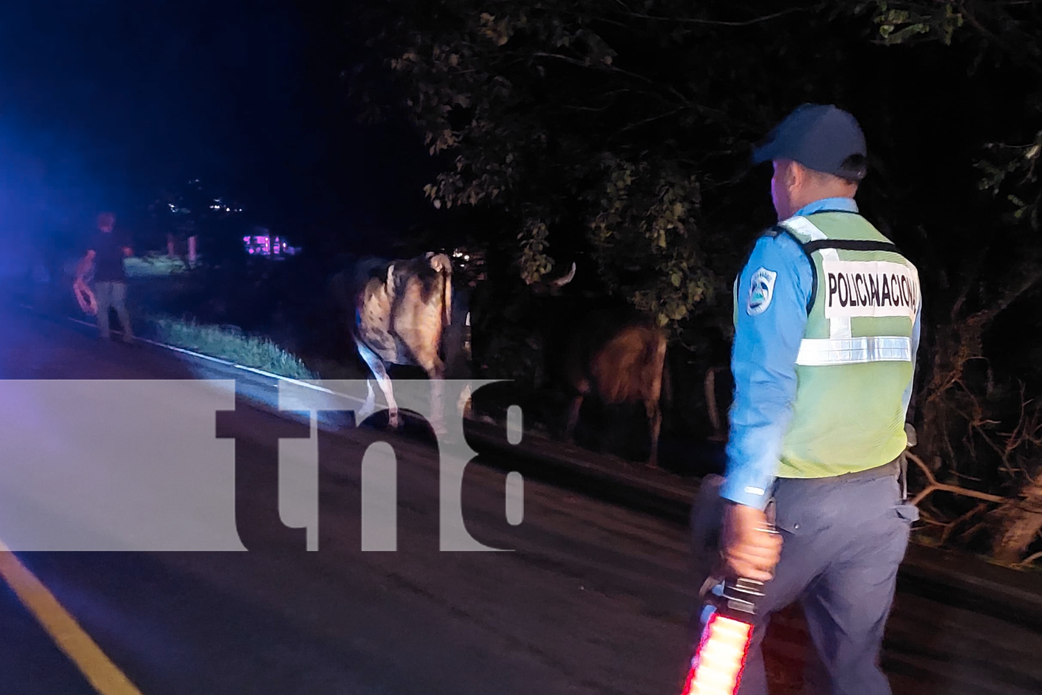 Foto:  La Policía y la Alcaldía de Somoto realizan operativos en la carretera Panamericana para capturar animales sueltos y prevenir accidentes /TN8