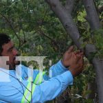 Foto: Este año, más de 1,500 iguanas han sido reintroducidas en su hábitat natural gracias a la colaboración entre PROINCO y MARENA /TN8