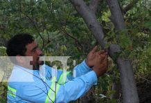 Foto: Este año, más de 1,500 iguanas han sido reintroducidas en su hábitat natural gracias a la colaboración entre PROINCO y MARENA /TN8