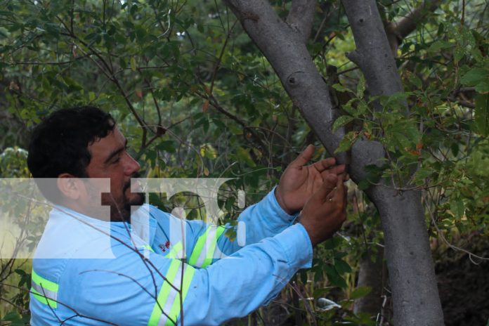 Foto: Este año, más de 1,500 iguanas han sido reintroducidas en su hábitat natural gracias a la colaboración entre PROINCO y MARENA /TN8