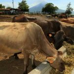 Foto: Ganadería en Nicaragua