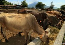 Foto: Ganadería en Nicaragua