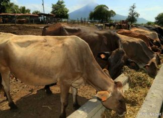 Foto: Ganadería en Nicaragua