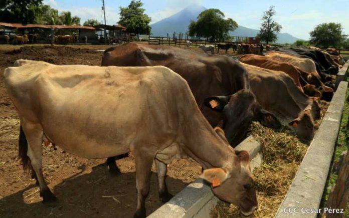 Foto: Ganadería en Nicaragua