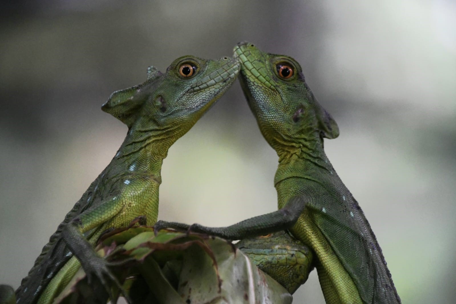 Foto: MARENA impulsa iniciativas de economía ambiental en pro de la biodiversidad