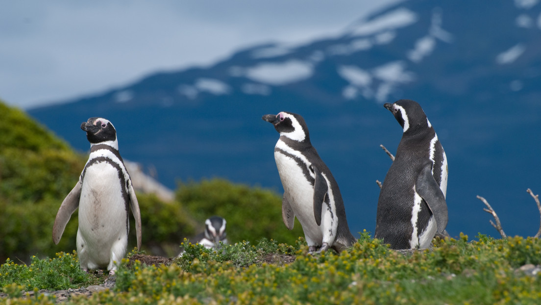 Foto: un hombre fue condenado por condenado por matar 240 pingüinos en Argentina