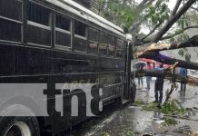 Foto: Árbol cae sobre un bus en Chinandega / TN8