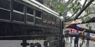 Foto: Árbol cae sobre un bus en Chinandega / TN8