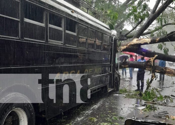 Foto: Árbol cae sobre un bus en Chinandega / TN8