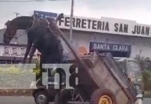 Foto: Caballo recibe maltrato por un carretonero en Masaya / TN8