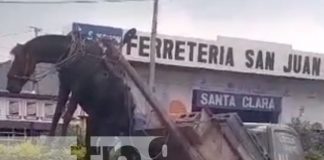 Foto: Caballo recibe maltrato por un carretonero en Masaya / TN8