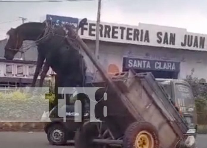 Foto: Caballo recibe maltrato por un carretonero en Masaya / TN8