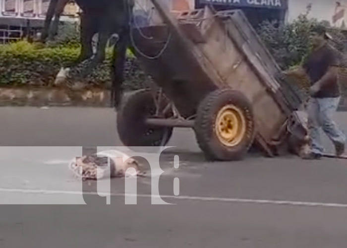 Foto: Caballo recibe maltrato por un carretonero en Masaya / TN8