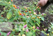 Foto: Chile de colores en Ticuantepe / TN8