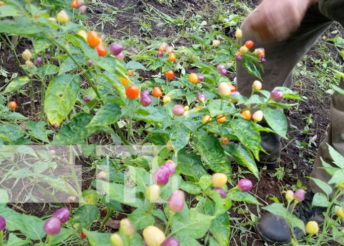 Foto: Chile de colores en Ticuantepe / TN8