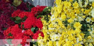 Foto: Feria de flores en Granada / TN8