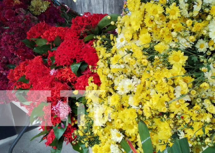 Foto: Feria de flores en Granada / TN8