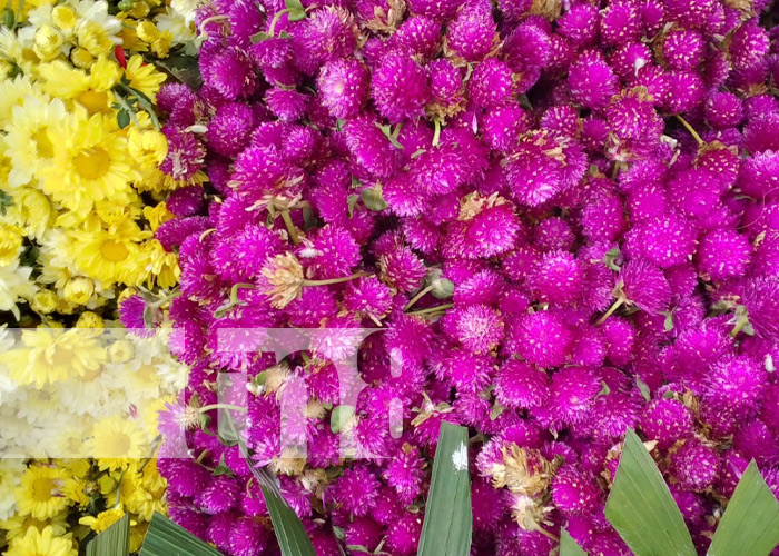 Foto: Feria de flores en Granada / TN8