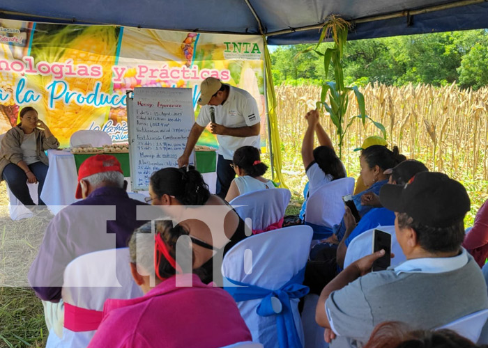 Foto: Variedad de maíz blanco con el INTA Nicaragua / TN8