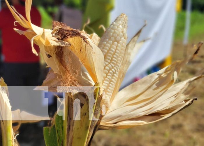 Foto: Variedad de maíz blanco con el INTA Nicaragua / TN8