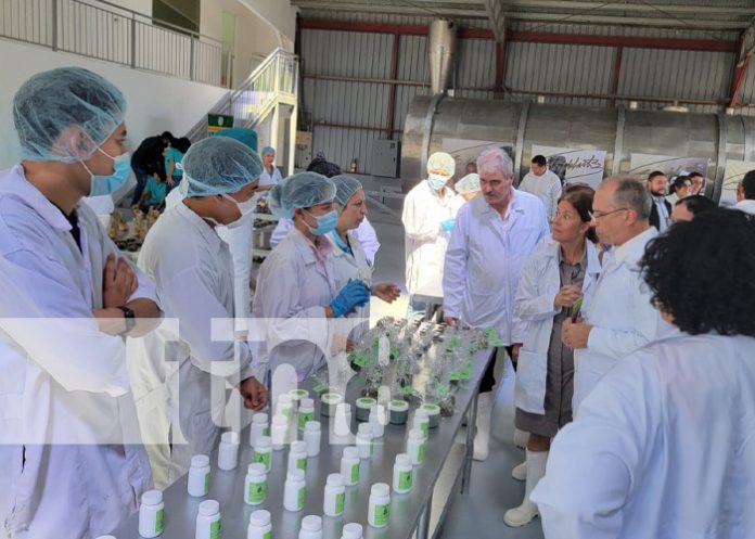 Foto: Centro de desarrollo de moringa en León / TN8