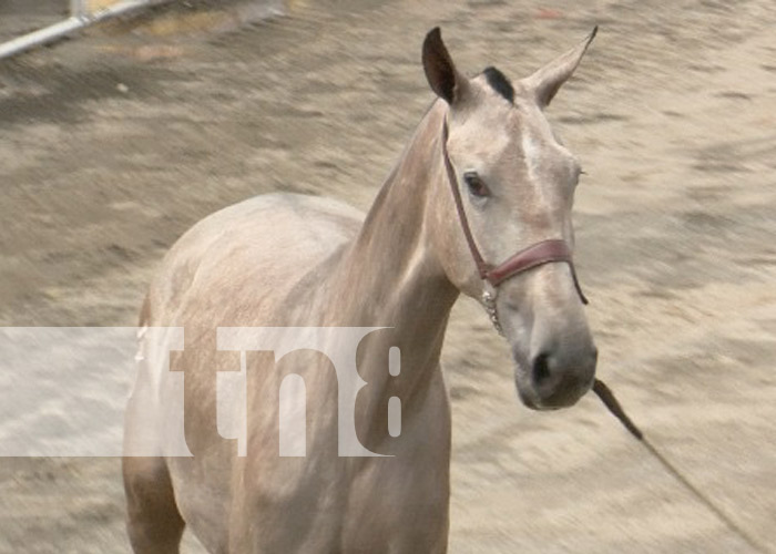 Foto: Feria Ganadera 2024 / TN8