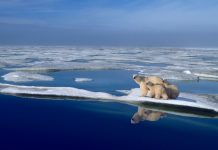 Foto: El Ártico podría perder su capa de hielo marino para 2030