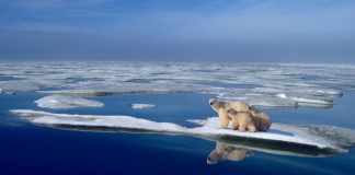 Foto: El Ártico podría perder su capa de hielo marino para 2030