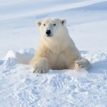 Hombre protege a su esposa del ataque de un oso polar