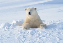 Hombre protege a su esposa del ataque de un oso polar