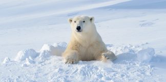 Hombre protege a su esposa del ataque de un oso polar