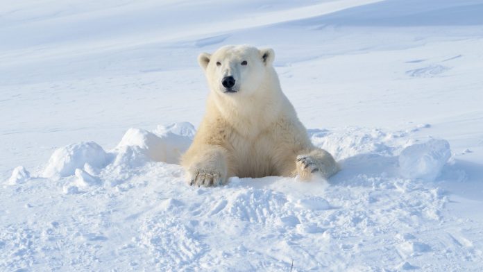 Hombre protege a su esposa del ataque de un oso polar